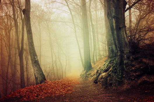 If These Trees Could Talk XXVIII.